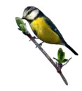 bird