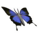 blue butterfly