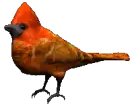 cardinal