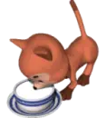 cat eating