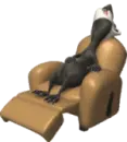 badger sleeping