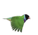color bird