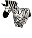 zebra running