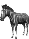 zebra
