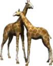 giraffes