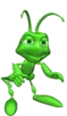 grasshopper