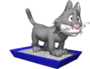 grey cat
