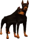 rotweilers