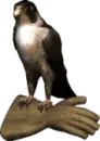 kestrel