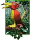 toucan