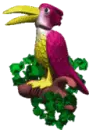 toucan