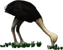 ostrich eating