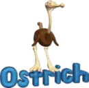 ostrich