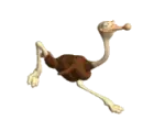 ostrich running