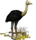 ostrich pay attention