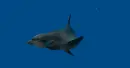 dolphin