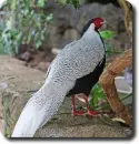 silver pheasant