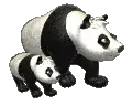 pandas