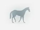 grey horse