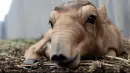 saiga