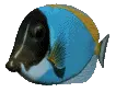 color fish