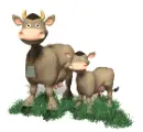 cows
