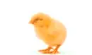 yellow chick