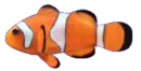 bohÃ³chal