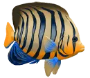 big fish