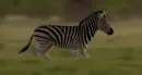 zebra  running