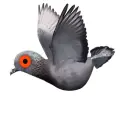 flying pigeon
