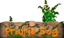 prairie dog