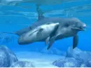 dolphins