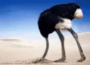 ostrich with it's head stuck underground