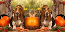 Autumn Basset Hound