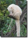 albino koati