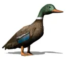 vadkacsa