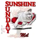 Mel - Sunday - Sunshine - Cat on pillow