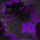 Black and Purple Rose Background 