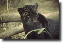 black jaguar