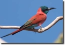 carmine bee-eater