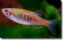 Danio choprai