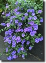 convolvulus