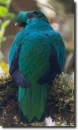Crested_Quetzal