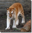 aranytigris