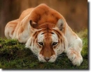 aranytigris