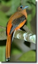 Ã¡zsiai trogon