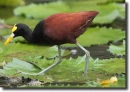 Jacana spinosa