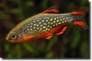 Danio-margaritatus