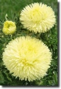 callistephus-chinensis-yellow